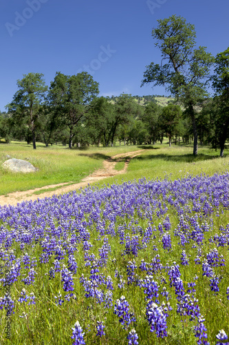 Lupines on Country Landscape