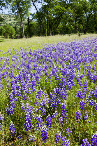 Lupines on Country Landscape