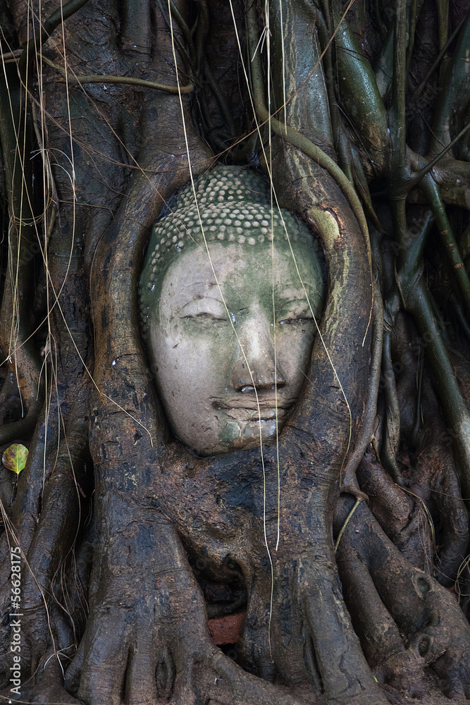 Buda en el arbol Tailandia