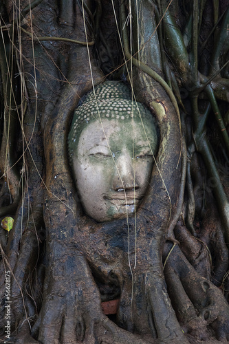 Buda en el arbol Tailandia photo