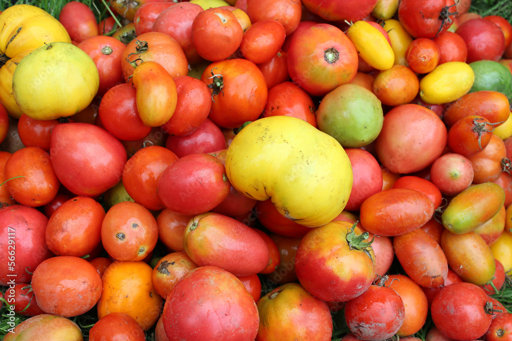 harvest of red and yellow tomato