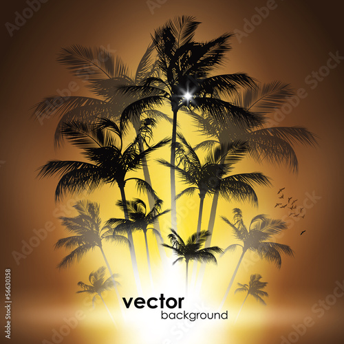 Palm tree silhouette at sunset