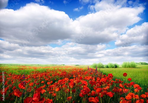 Field of poppies © Željko Radojko