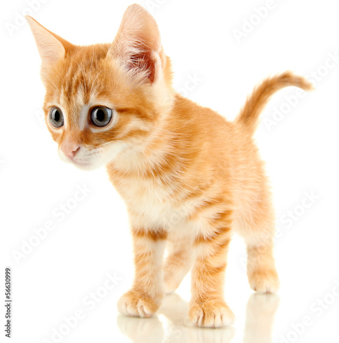 Cute little red kitten isolated on white