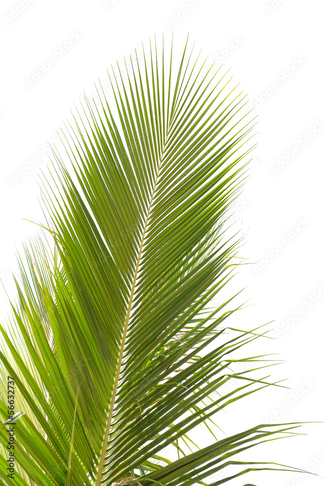 Obraz premium palm tree isolated on white background