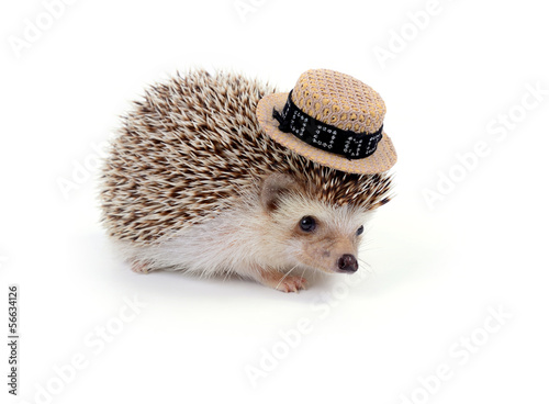 Fotografia, Obraz Little hedgehog.