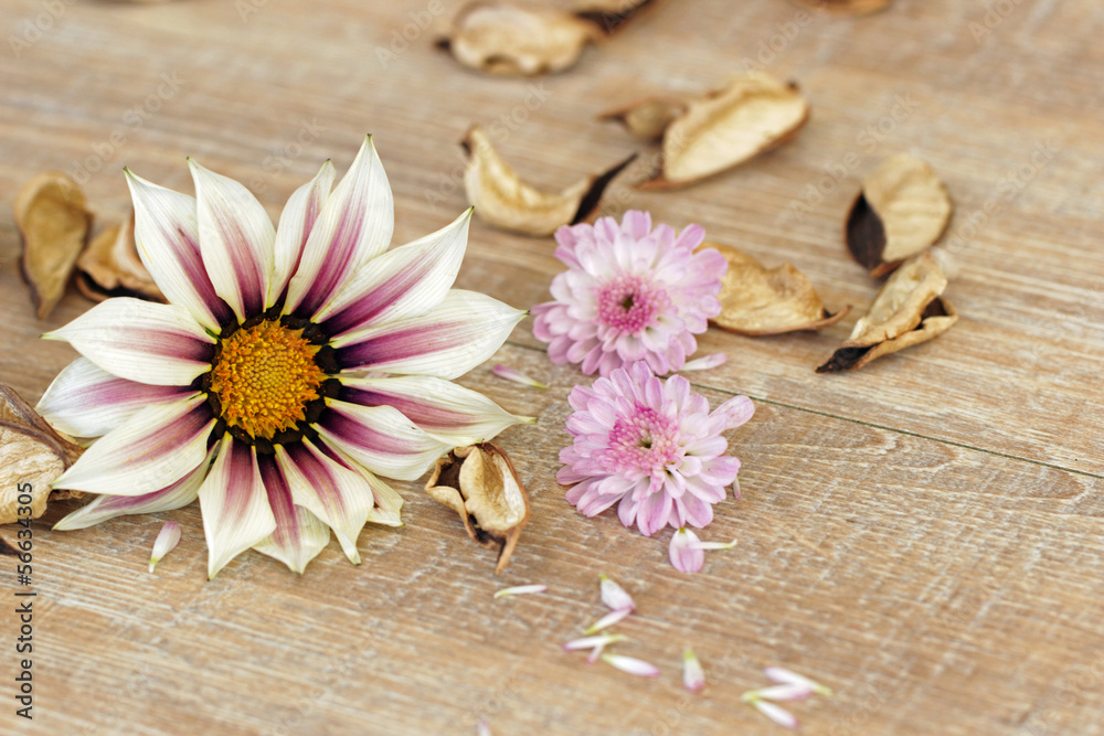 Fototapeta premium Herbstblumen