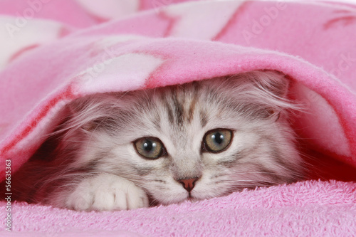 Kätzchen schaut unter Decke hervor - cat hides under blanket