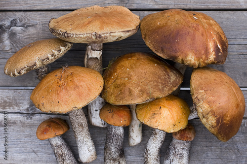 Leccinum mushrooms (aspen mushrooms)