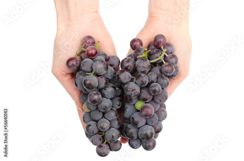 Hand of woman with natural grapes. White background