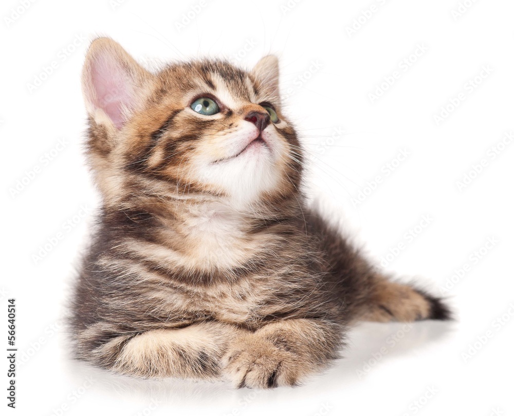 Fototapeta premium Lying kitten