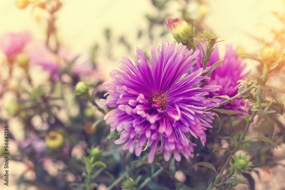 beautiful purple aster close up beautiful purple aster close up