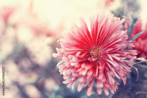 Fototapeta Naklejka Na Ścianę i Meble -  beautiful red aster