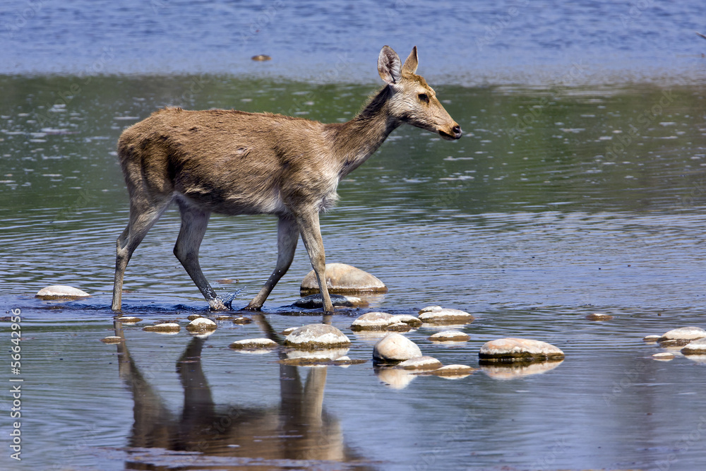 younf swamp deer call barasingha from Nepal younf swamp deer call barasingha from Nepal
