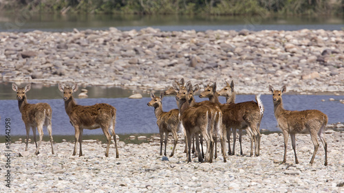 group of swamp deers specie Cervus duvaucelii