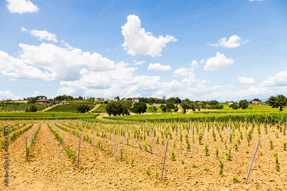 Tuscany Wineyard