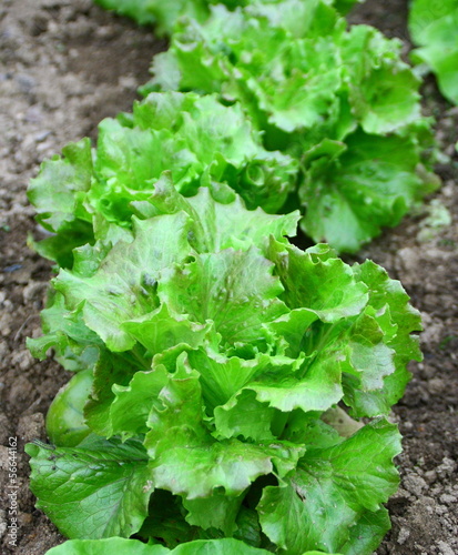 Billede på lærred plantation de salades batavia