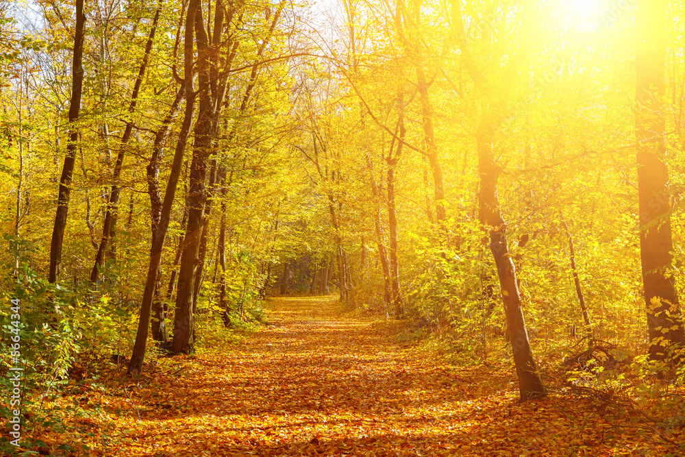 Fototapeta premium Sunny autumn park