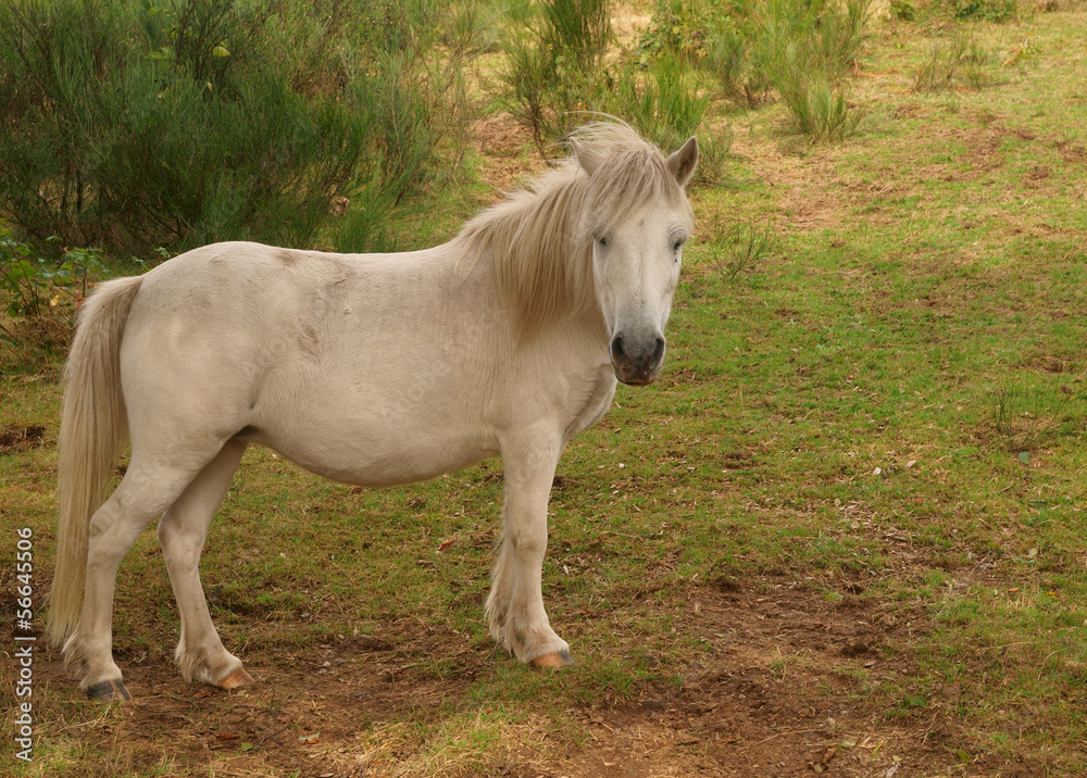 poney gris