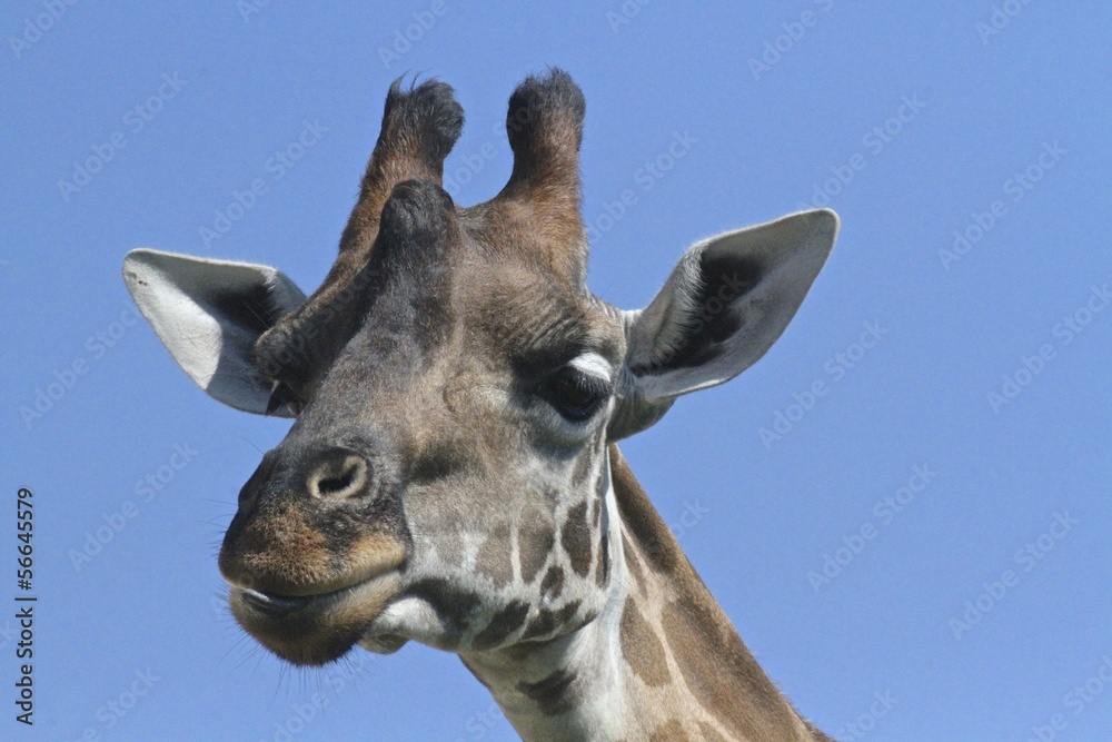 testa di giraffa testa di giraffa