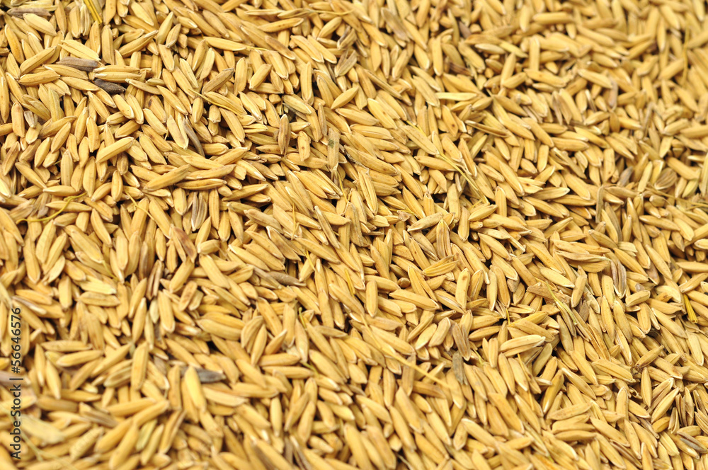 rice grain in farm