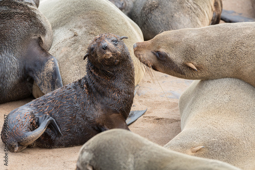 Sea Lions mom and baby