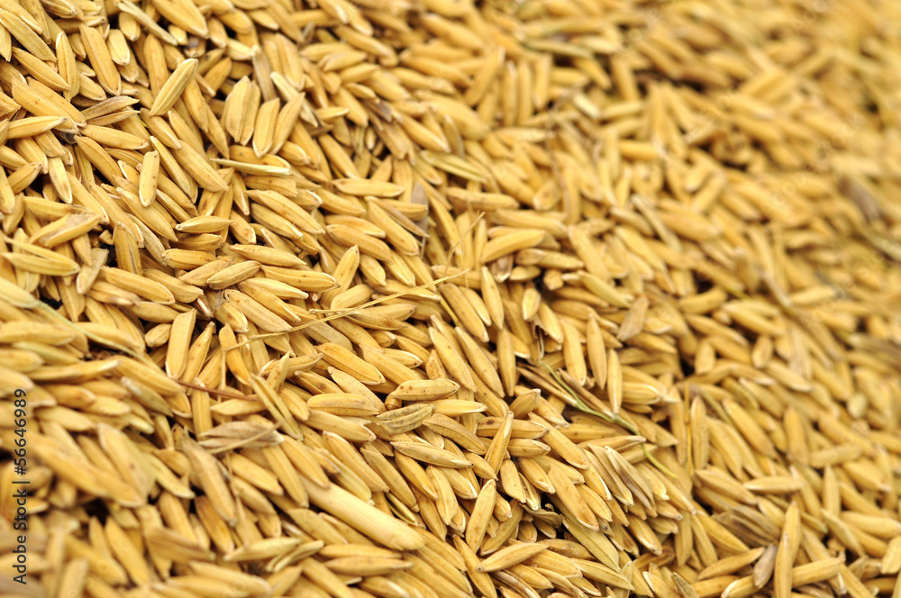 rice grain in farm
