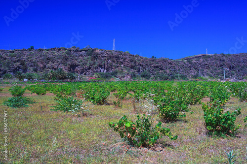 Zibibbo  white wine grape