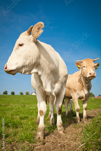 Kühe auf der Wiese © karepa