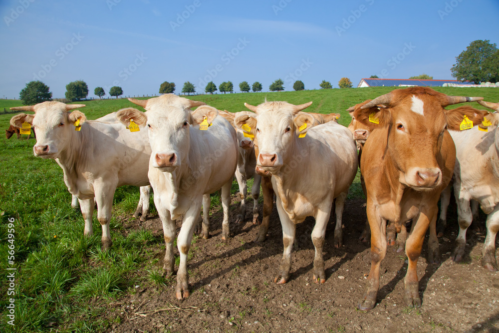 kÜhe gruppenfoto kÜhe gruppenfoto