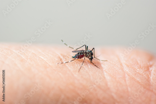 Mosquito sucking human