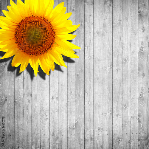 Fototapeta Naklejka Na Ścianę i Meble -  sunflower yellow orange leaning on white wooden background