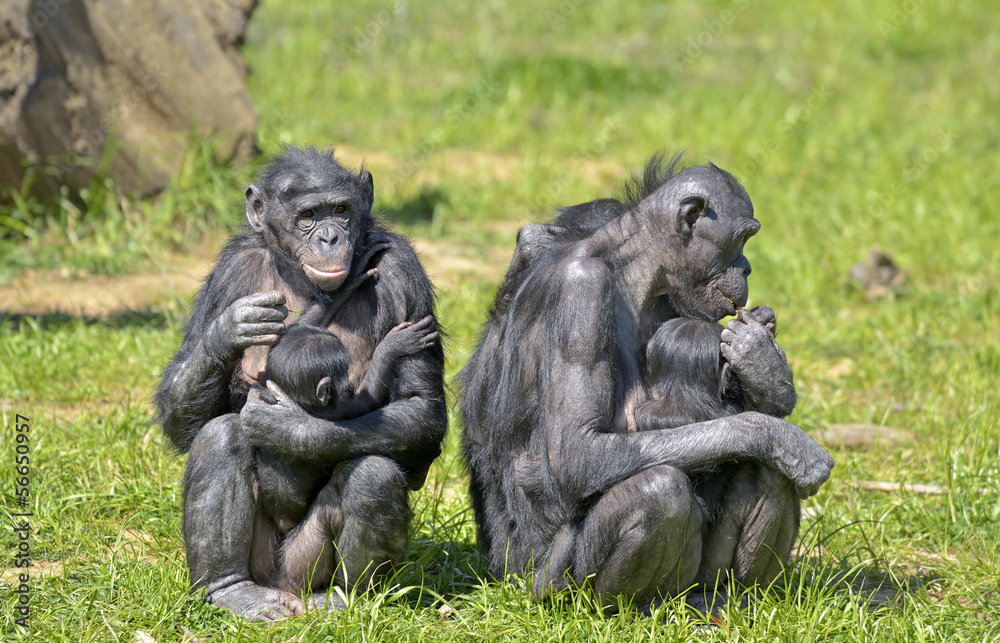 Obraz premium Bonobos et leurs petits