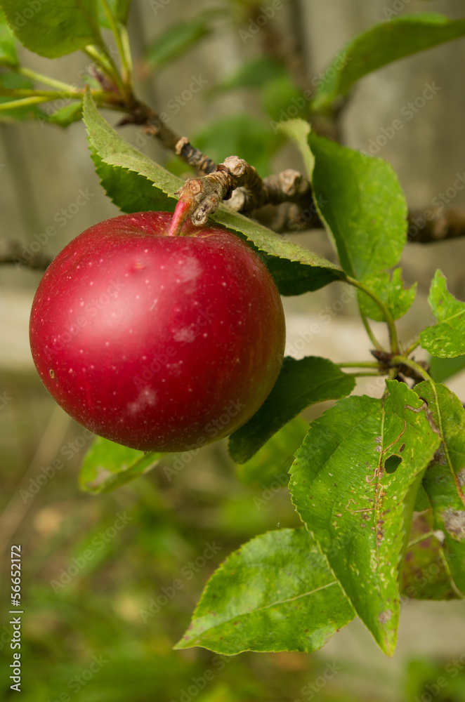 Obraz premium fruit