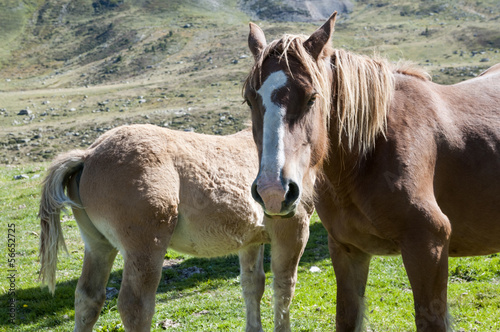 little mare with her mother