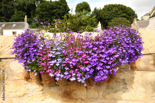 Hanging basket with lobelia flowers