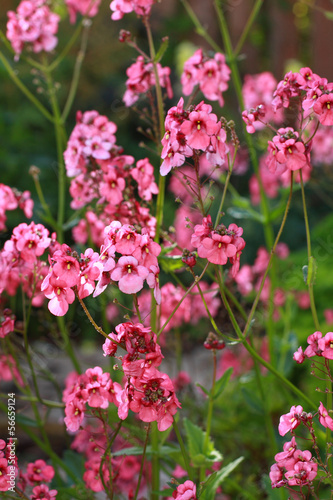 Nemesia (Nemesia strumosa)