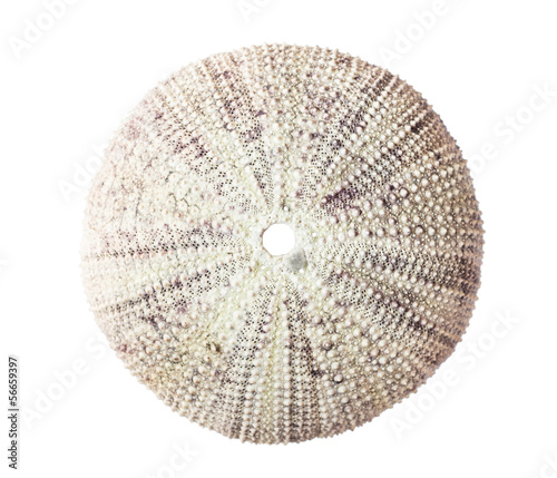 Sea urchin shell isolated on white background.