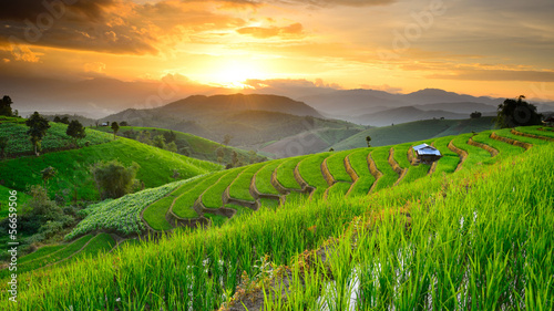 Rice Terraces with sunset backdrop at Ban Papongpieng Chiangmai