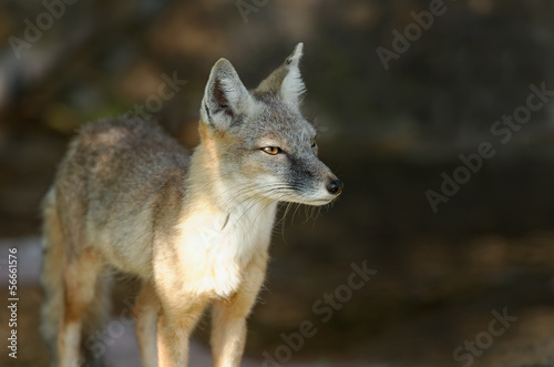 steppe fox