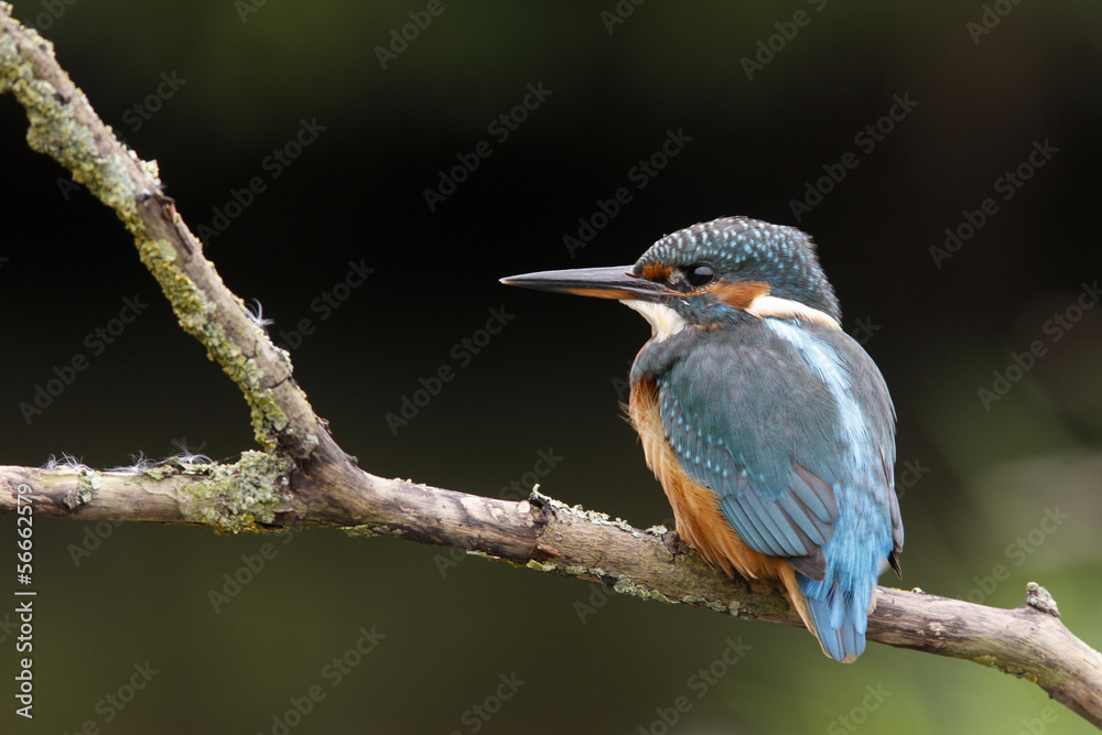 European kingfisher, Alcedo atthis