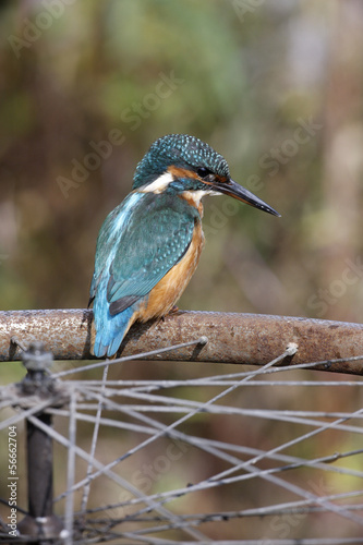 European kingfisher, Alcedo atthis