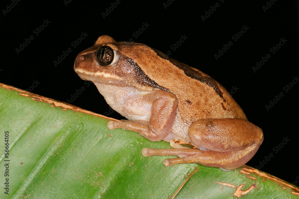 Obraz premium Brown-backed tree frog