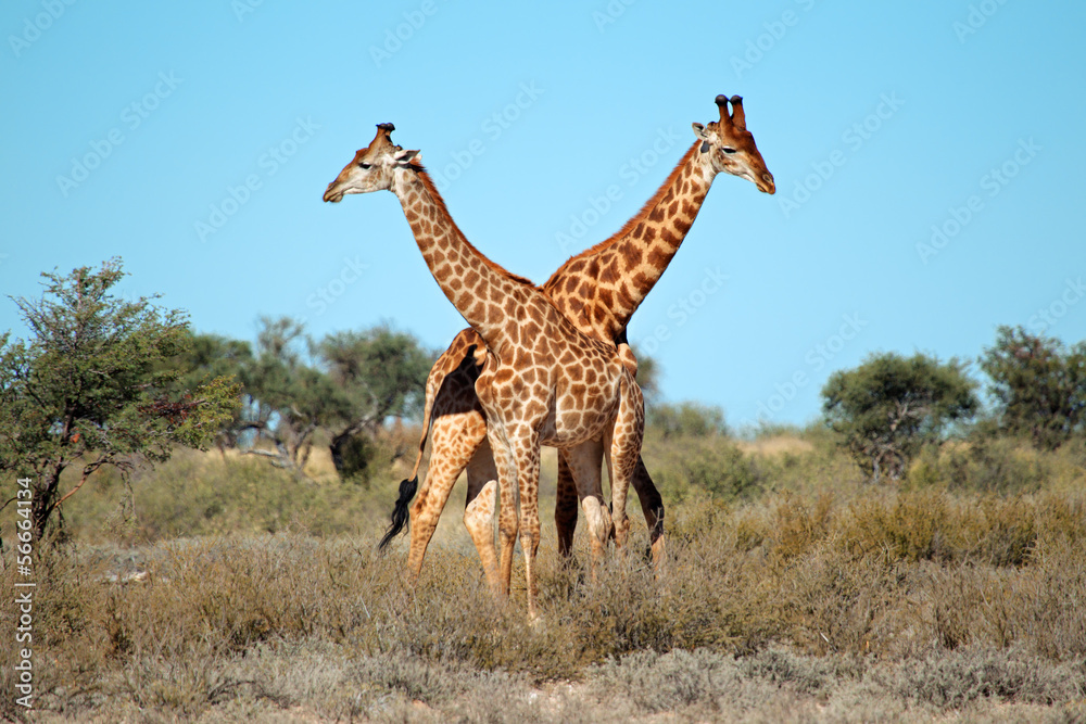 Obraz premium Giraffe bulls