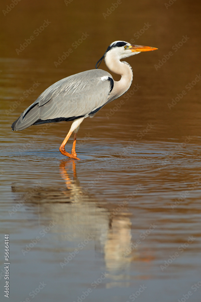 Fototapeta premium Grey heron in water