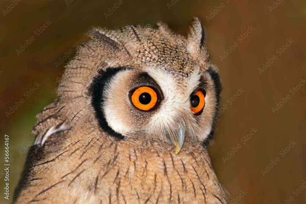 White-faced owl (Otis leucotis) White-faced owl (Otis leucotis)