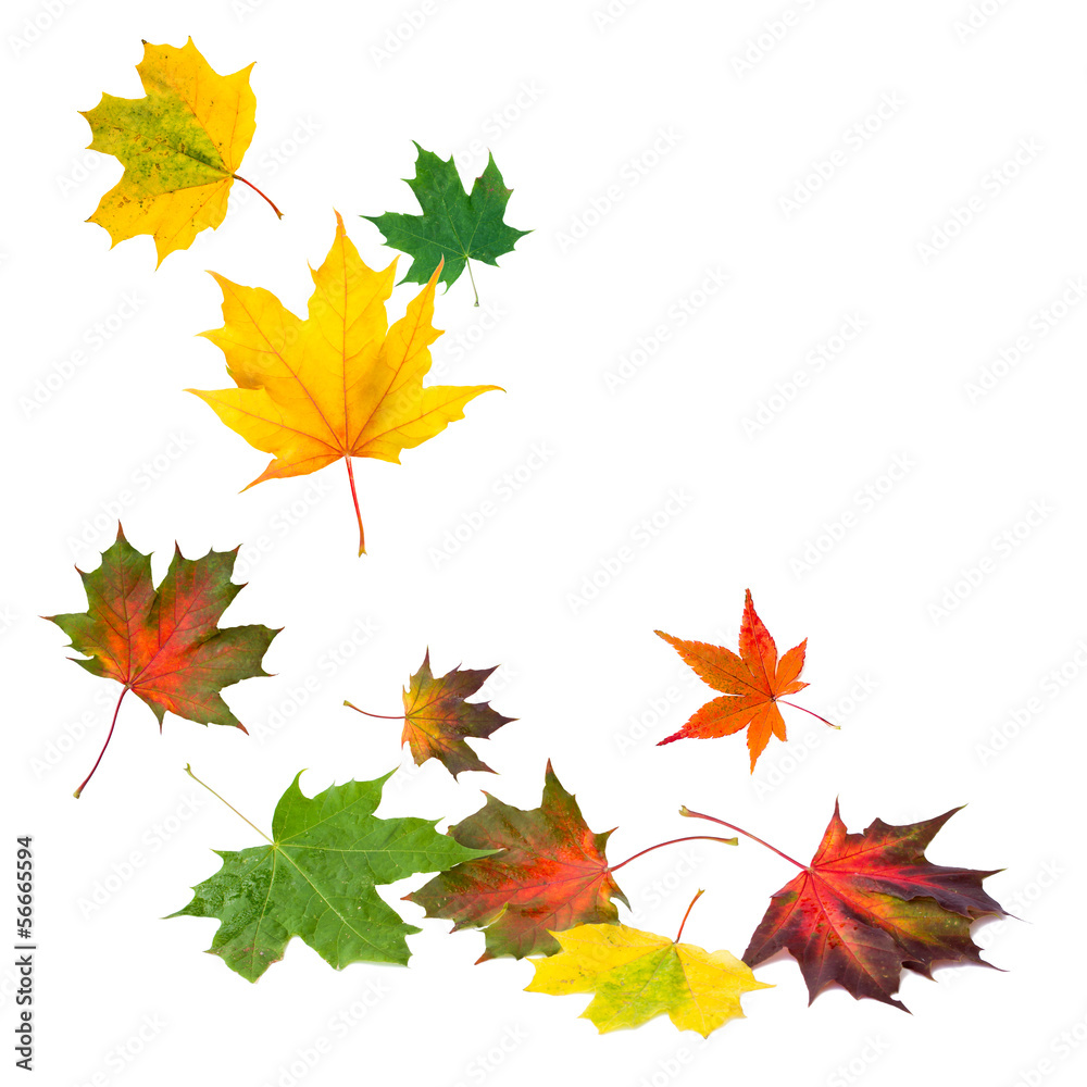 fallende Herbstblätter vor weißem Hintergrund