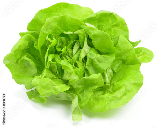 Isolated Lettuce