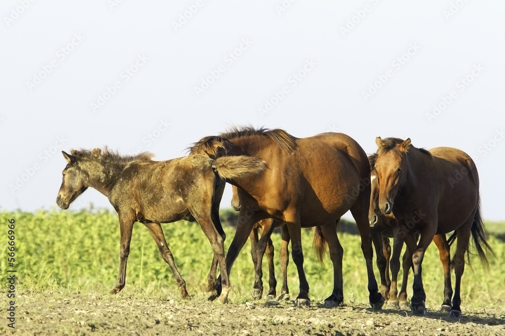 wild horses in the Danube Delta, Romania