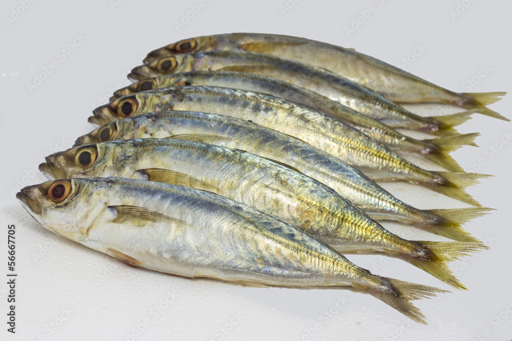 fresh mackerel fish isolated on white background fresh mackerel fish isolated on white background